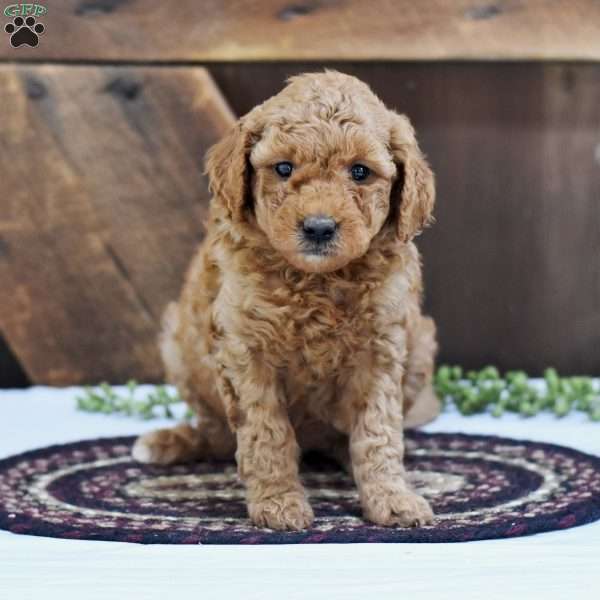 Stephany, Mini Goldendoodle Puppy